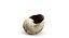 Snail shell