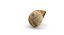 Snail shell
