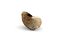 Snail shell