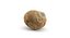 Snail shell