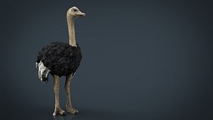 Ostrich