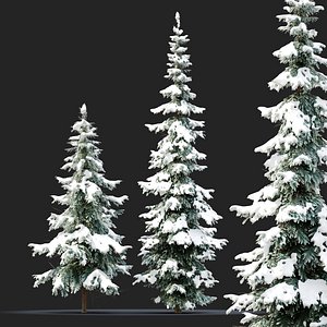 3D Winter Abies pindrow 02 model