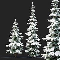 Winter Abies pindrow 02