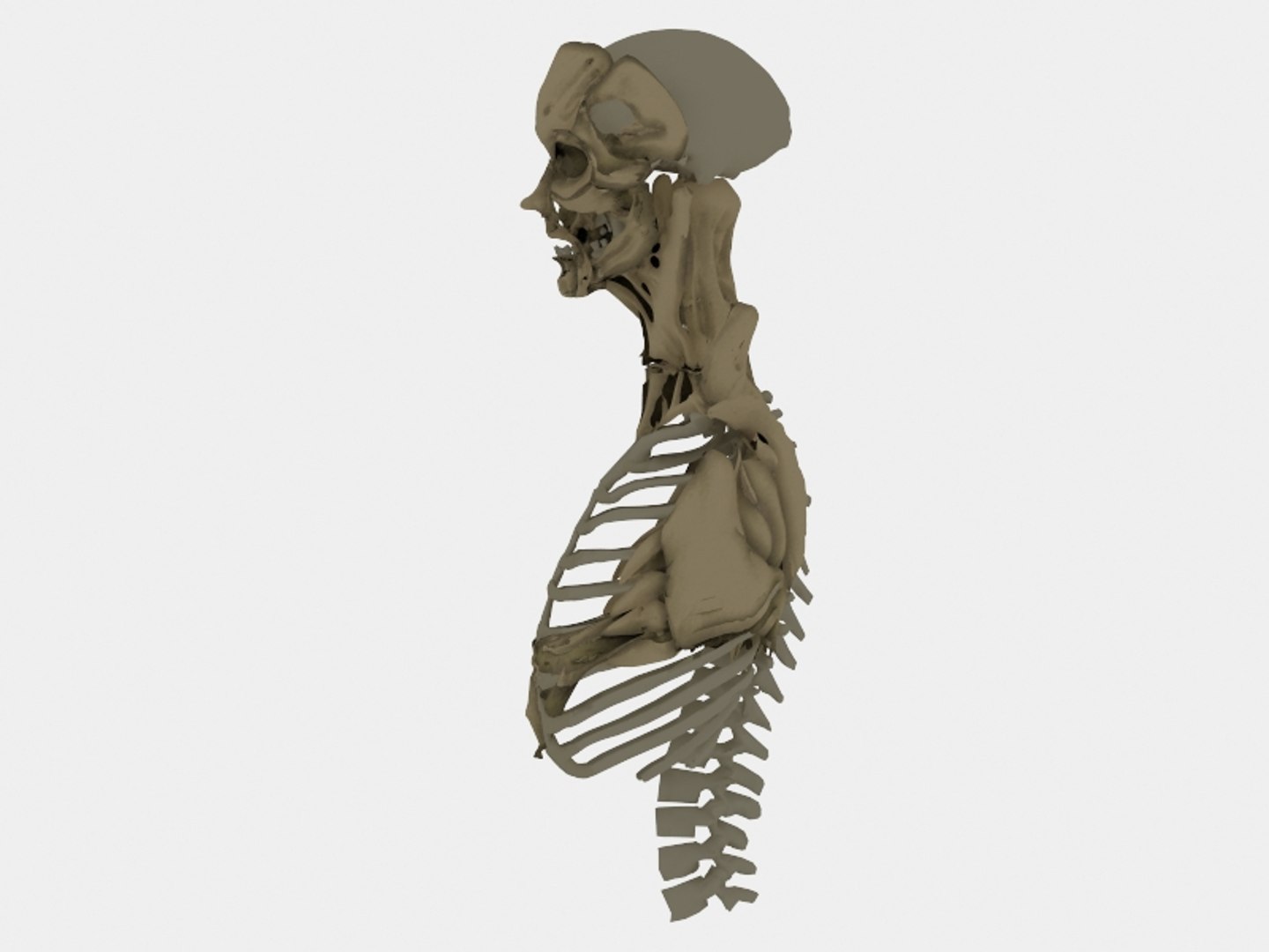 Sceletron Scelet 3d Model