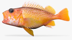 Greenspotted Rockfish