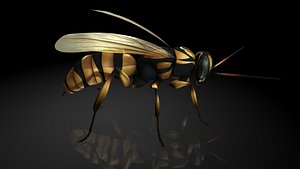 tarantula hawk bee 3D