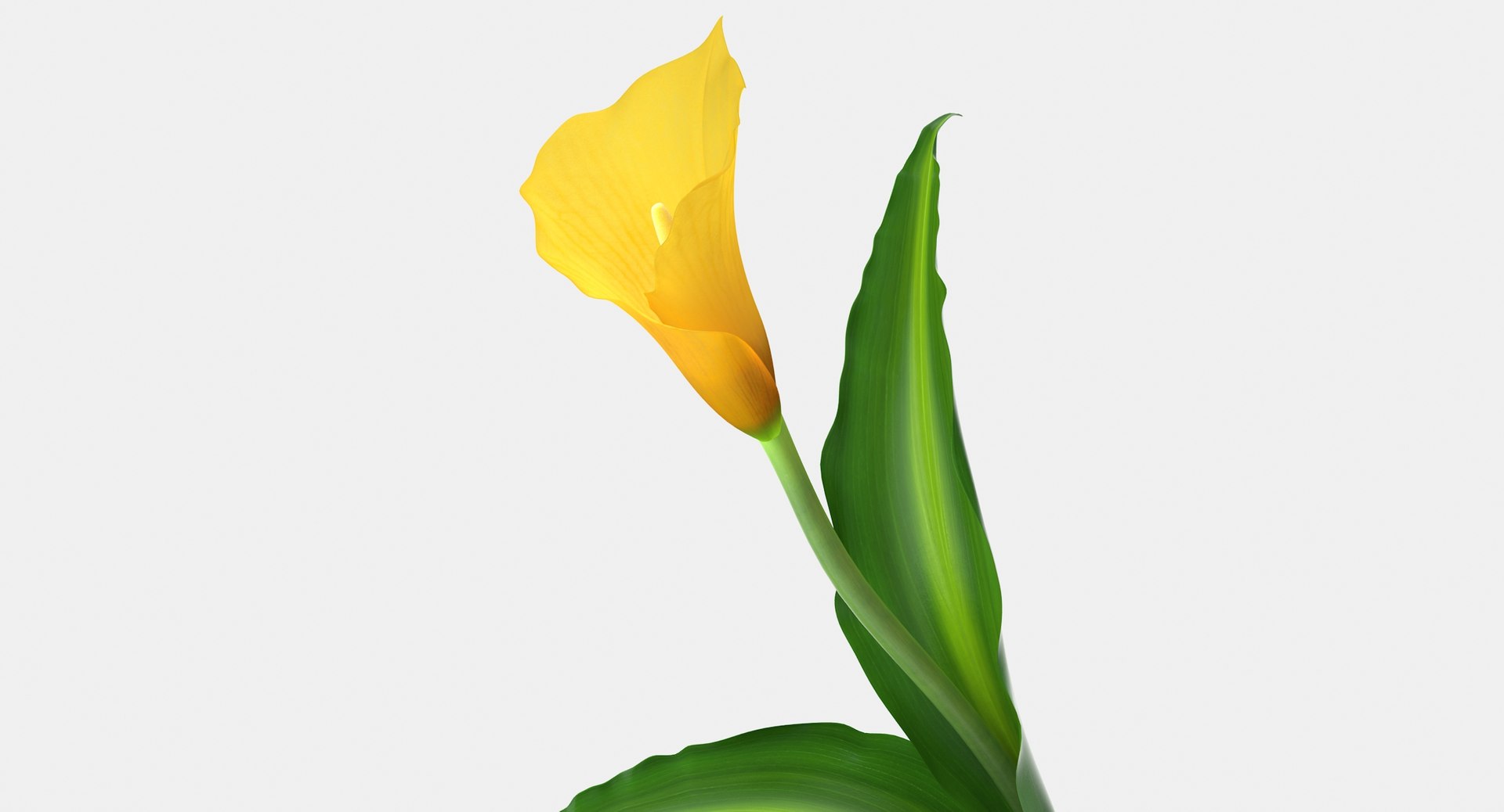 3d model yellow calla flower