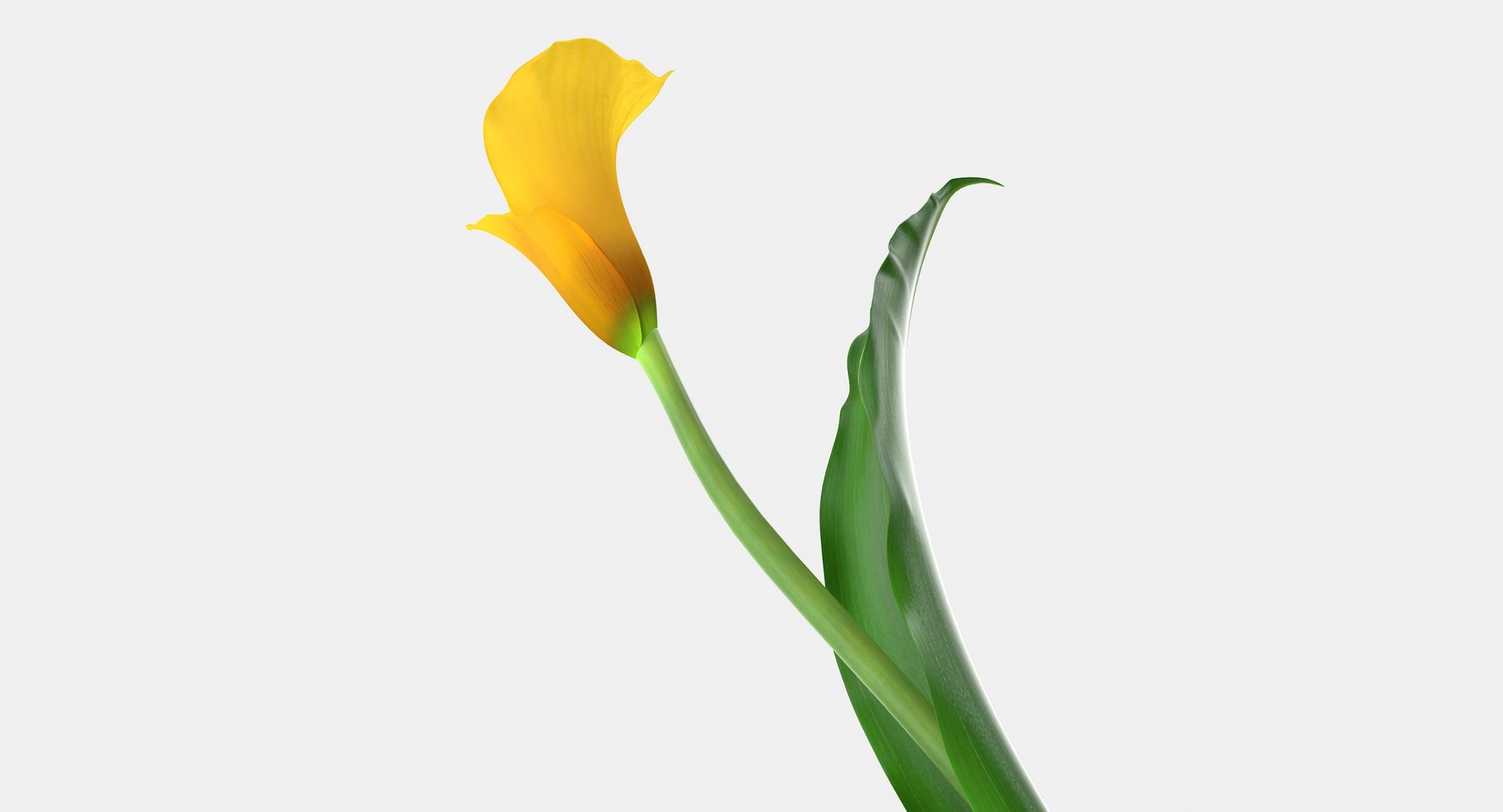 3d Model Yellow Calla Flower