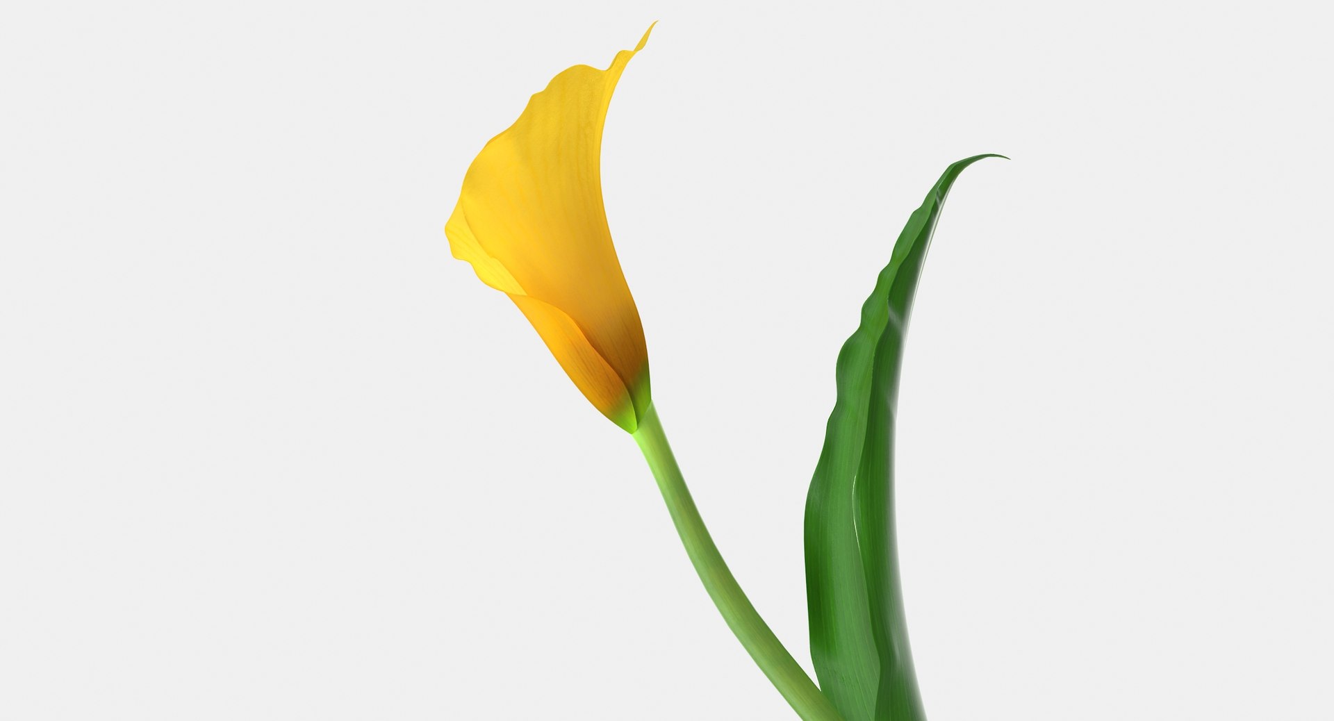 3d Model Yellow Calla Flower