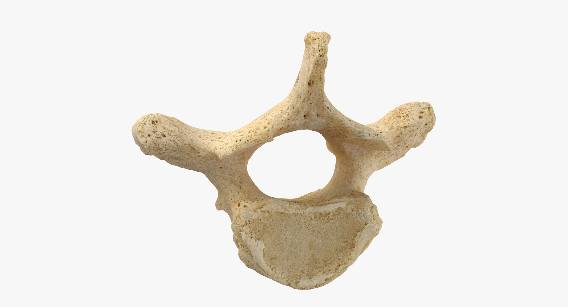 Thoracic vertebrae (Th1-Th12)