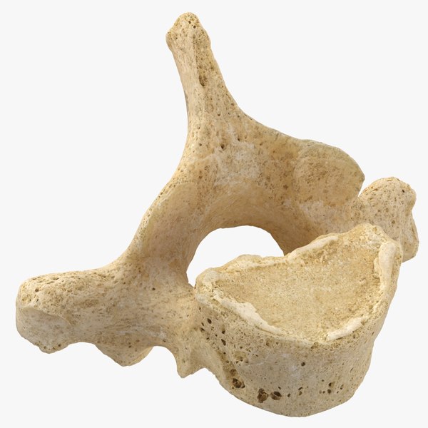 Thoracic vertebrae (Th1-Th12)