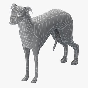 base mesh greyhound dog model