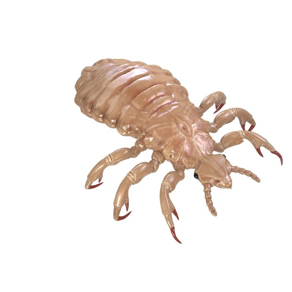 3d model hair louse