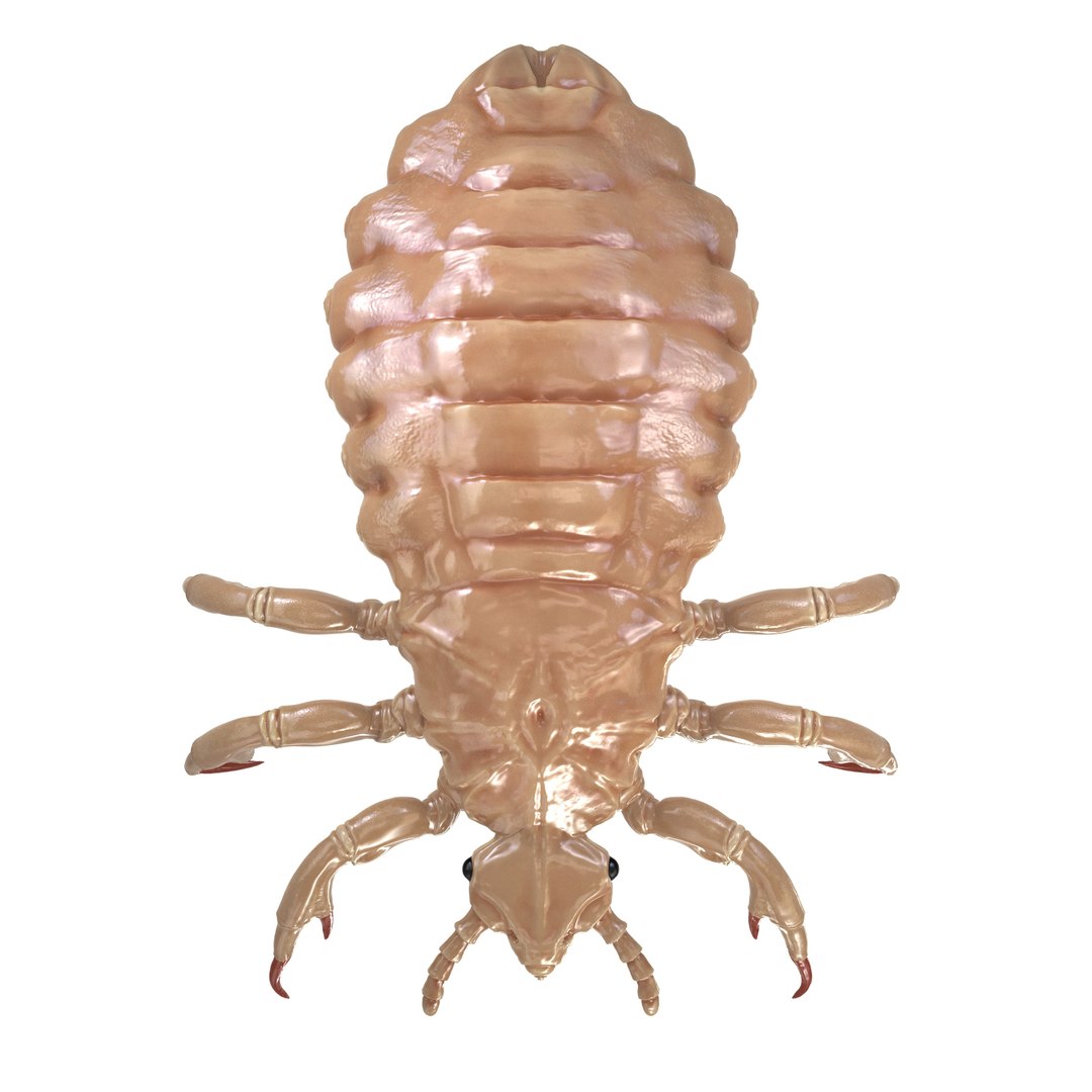 3d Model Hair Louse