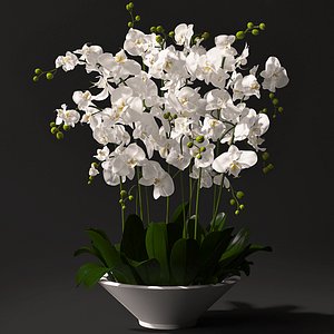Orchid arrangement