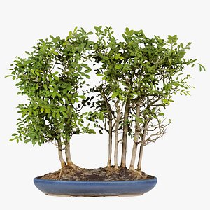 Chines Elm Bonsai Forest Remastered