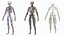 Male Skeleton Cardiovascular Lymphaticand and Nervous Systems