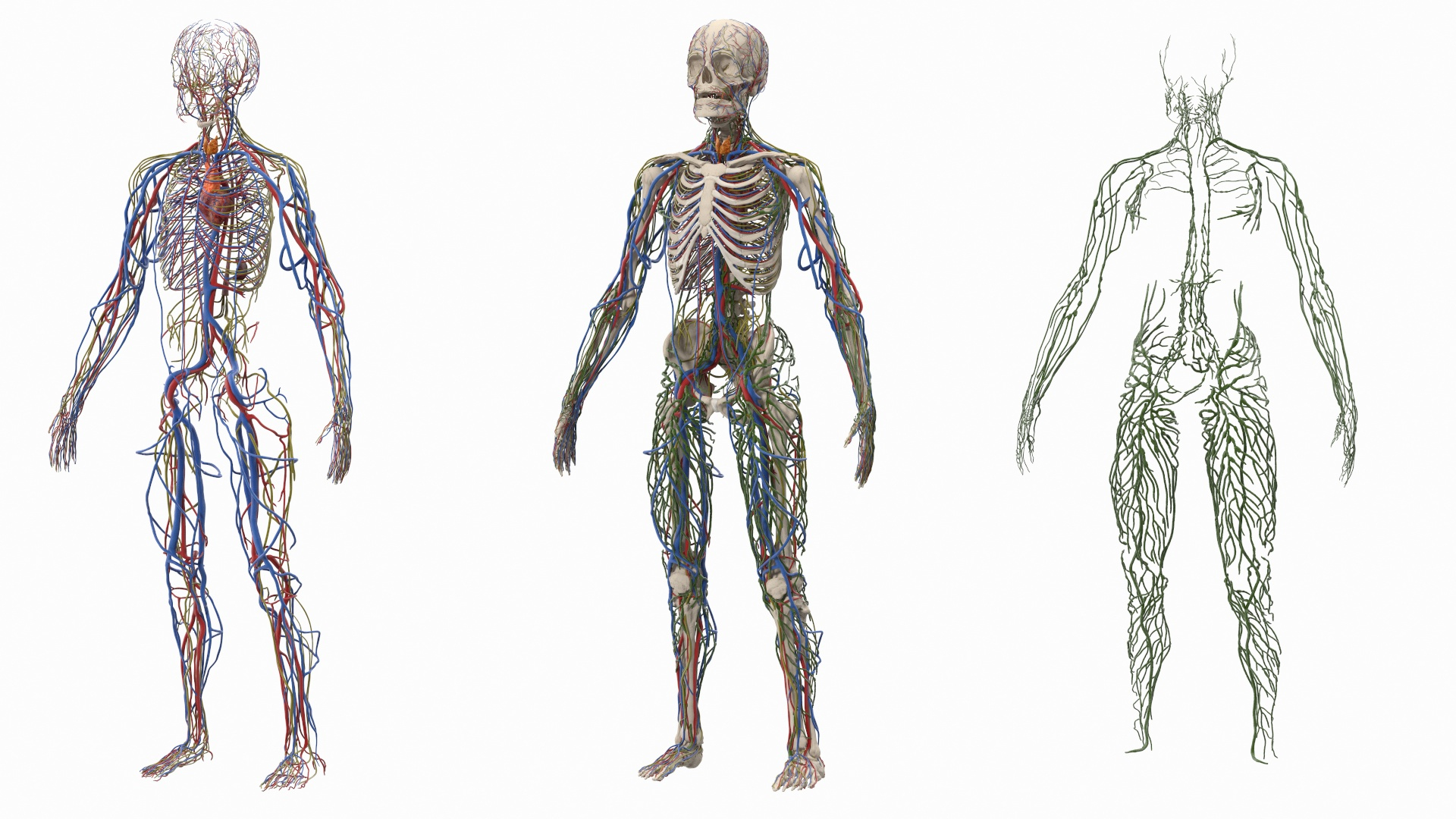 male skeleton cardiovascular lymphatic 3D model https://p.turbosquid.com/ts-thumb/Hl/7DeXcb/KdUNgobC/male_skeleton_cardiovascular_lymphaticand_and_nervous_systems_360/jpg/1572440517/1920x1080/turn_fit_q99/c9a67d21d35b96fedd2f6da90ca4e4894e4b4057/male_skeleton_cardiovascular_lymphaticand_and_nervous_systems_360-1.jpg