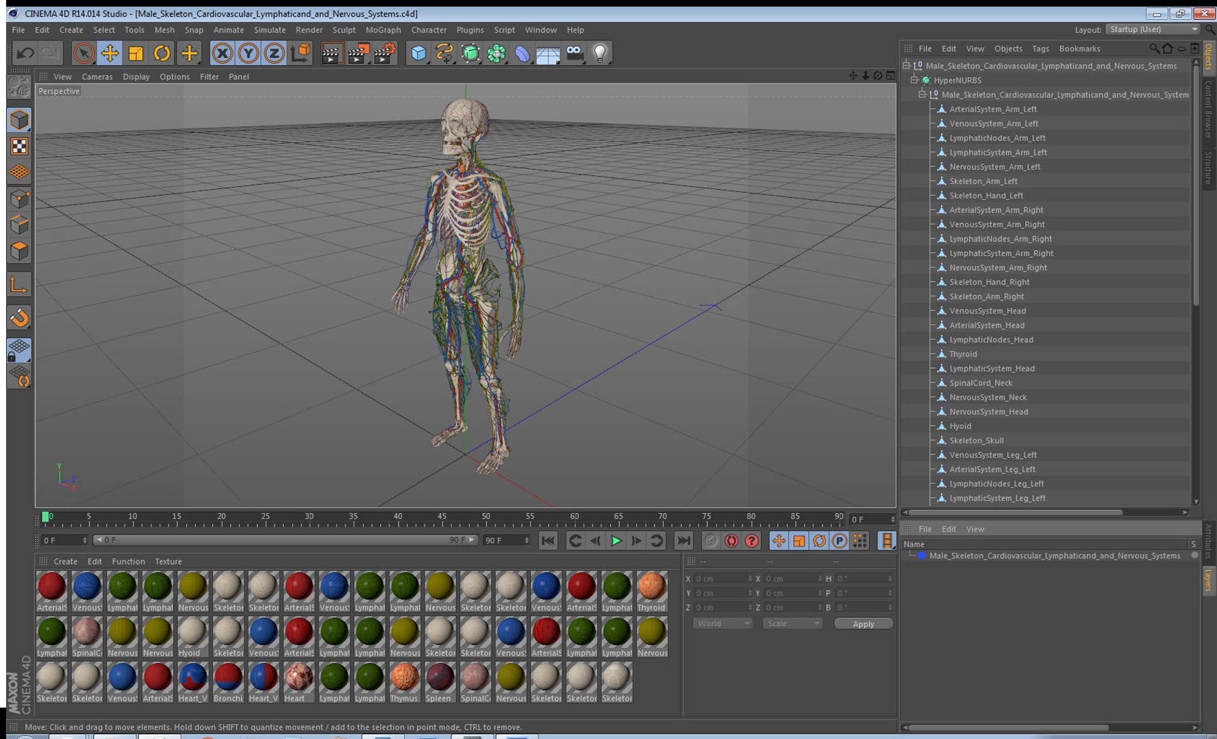 male skeleton cardiovascular lymphatic 3D model https://p.turbosquid.com/ts-thumb/Hl/7DeXcb/MFfWLbrn/maleskeletoncardiovascularlymphaticandandnervoussystems3dmodel100/jpg/1572442977/1920x1080/fit_q87/cb7d9ebd25cfbdb27f041921c3566ca0881cd9e3/maleskeletoncardiovascularlymphaticandandnervoussystems3dmodel100.jpg