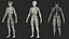 Male Skeleton Cardiovascular Lymphaticand and Nervous Systems