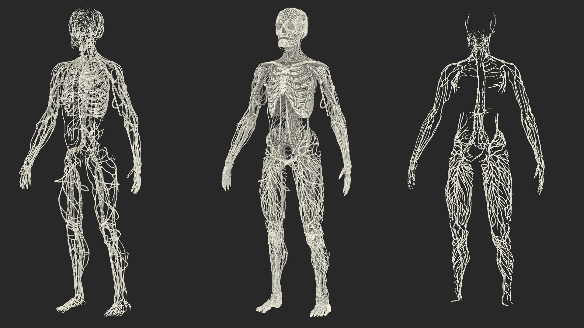 male skeleton cardiovascular lymphatic 3D model https://p.turbosquid.com/ts-thumb/Hl/7DeXcb/OZbir2JM/male_skeleton_cardiovascular_lymphaticand_and_nervous_systems_361/jpg/1572440810/1920x1080/turn_fit_q99/14d8d1ec215576bd729ad34cf2960711c952e2b1/male_skeleton_cardiovascular_lymphaticand_and_nervous_systems_361-1.jpg