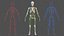 Male Skeleton Cardiovascular Lymphaticand and Nervous Systems