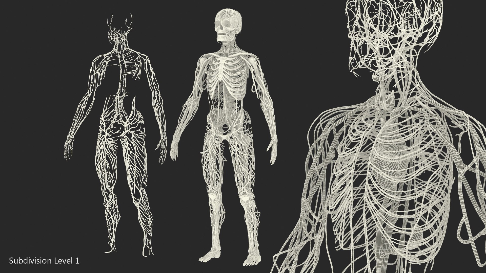 male skeleton cardiovascular lymphatic 3D model https://p.turbosquid.com/ts-thumb/Hl/7DeXcb/ekH1fOtD/maleskeletoncardiovascularlymphaticandandnervoussystems3dmodel096/jpg/1572442957/1920x1080/fit_q87/5bede29babbc5a37e148edcd12dc7610f4c2981a/maleskeletoncardiovascularlymphaticandandnervoussystems3dmodel096.jpg