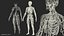 Male Skeleton Cardiovascular Lymphaticand and Nervous Systems