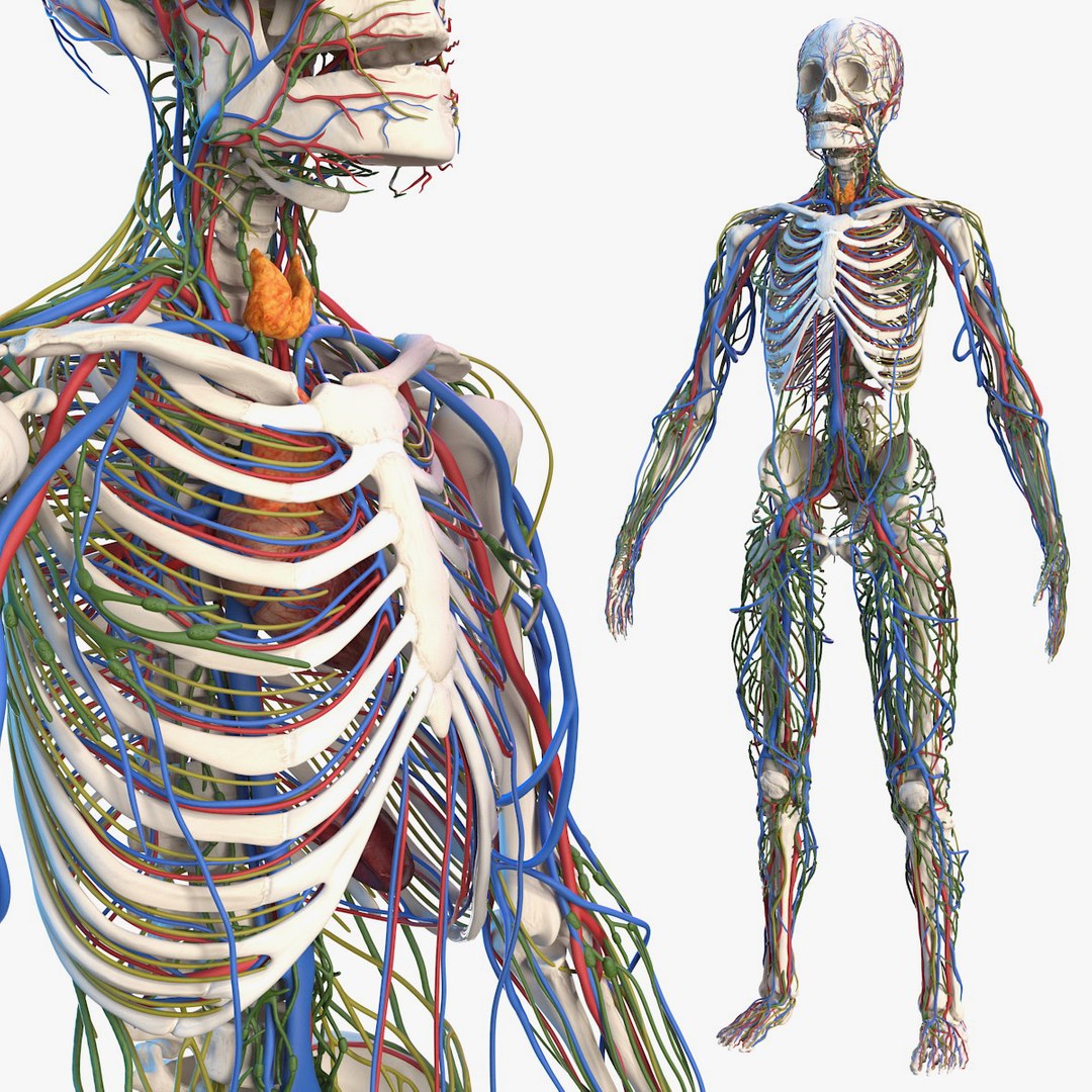 Male Skeleton Cardiovascular Lymphaticand and Nervous Systems 3D model preview