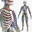 Male Skeleton Cardiovascular Lymphaticand and Nervous Systems