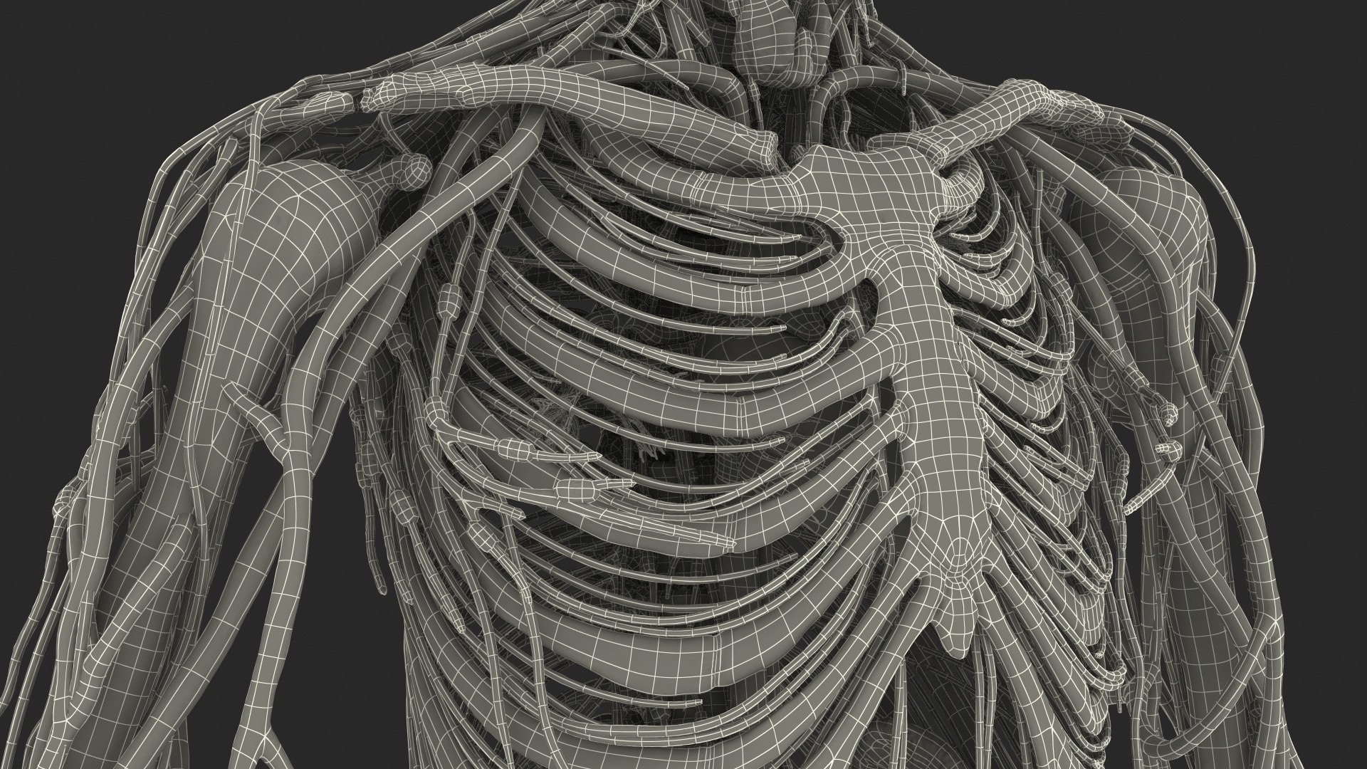 male skeleton cardiovascular lymphatic 3D model https://p.turbosquid.com/ts-thumb/Hl/7DeXcb/kahlf89G/maleskeletoncardiovascularlymphaticandandnervoussystems3dmodel104/jpg/1572442997/1920x1080/fit_q87/2d5cedd867e02e74a0e88de086812d03d1916ce2/maleskeletoncardiovascularlymphaticandandnervoussystems3dmodel104.jpg