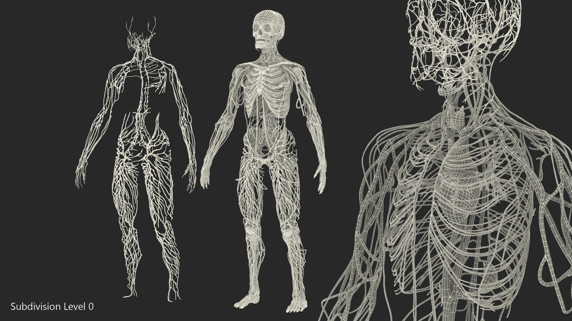 male skeleton cardiovascular lymphatic 3D model https://p.turbosquid.com/ts-thumb/Hl/7DeXcb/tZktN77Q/maleskeletoncardiovascularlymphaticandandnervoussystems3dmodel095/jpg/1572442952/1920x1080/fit_q87/8e008d5568d51c90b22f4a73a069485cccae9647/maleskeletoncardiovascularlymphaticandandnervoussystems3dmodel095.jpg