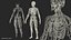 Male Skeleton Cardiovascular Lymphaticand and Nervous Systems
