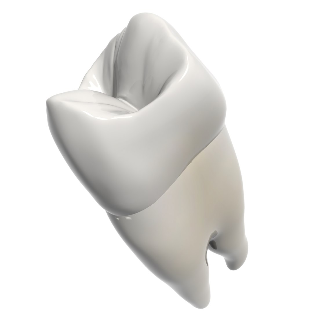 Max Premolar