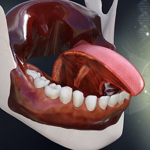 3dsmax human teeth tongue anatomy