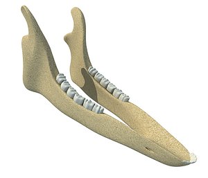 Animal Jaw Mandible