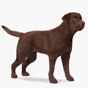 Labrador Dog Brown Standing Fur model