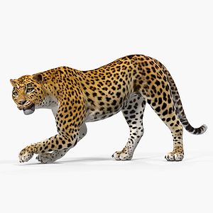leopard rigged 3D model