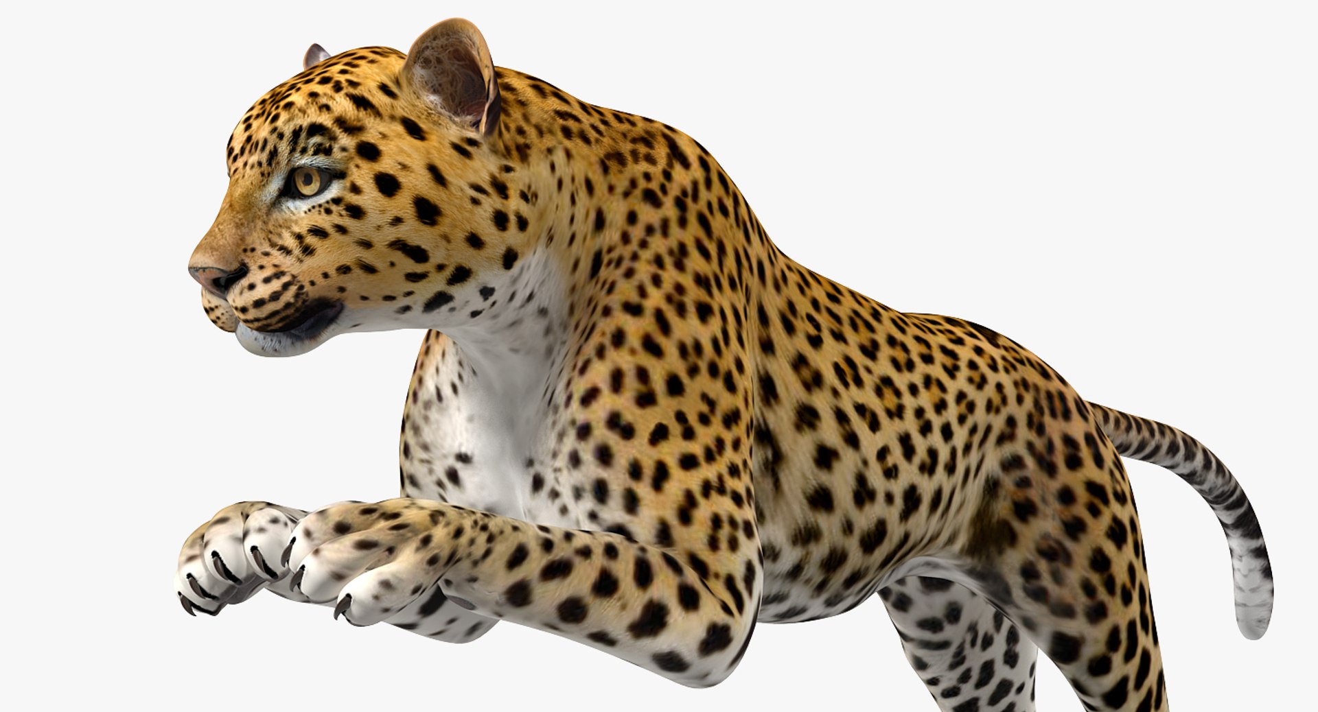 Leopard Rigged 3D Model - TurboSquid 1299361