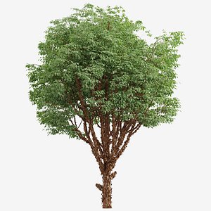 Set of Paperbark Maple or Acer Griseum Tree - 2 Trees 3D model