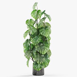 Plants collection 1031