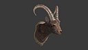 Goat  Head