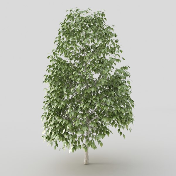 maya tree