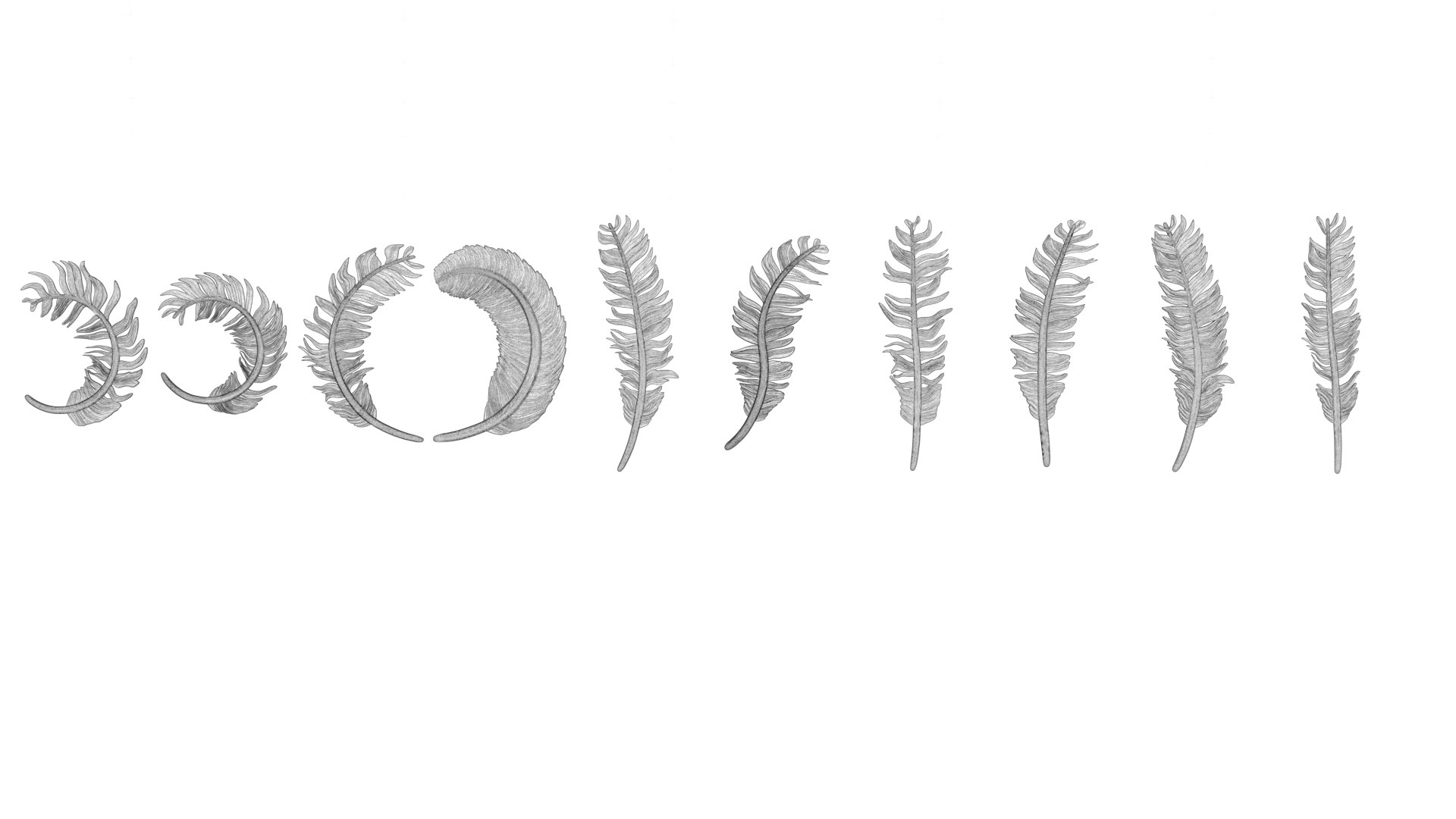 3D model 69 Feather Set https://p.turbosquid.com/ts-thumb/Hl/kSdmPz/LA/wf01/png/1675943157/1920x1080/fit_q87/7efed0e8051dac6b1ece46cb10dc6dee93177682/wf01.jpg
