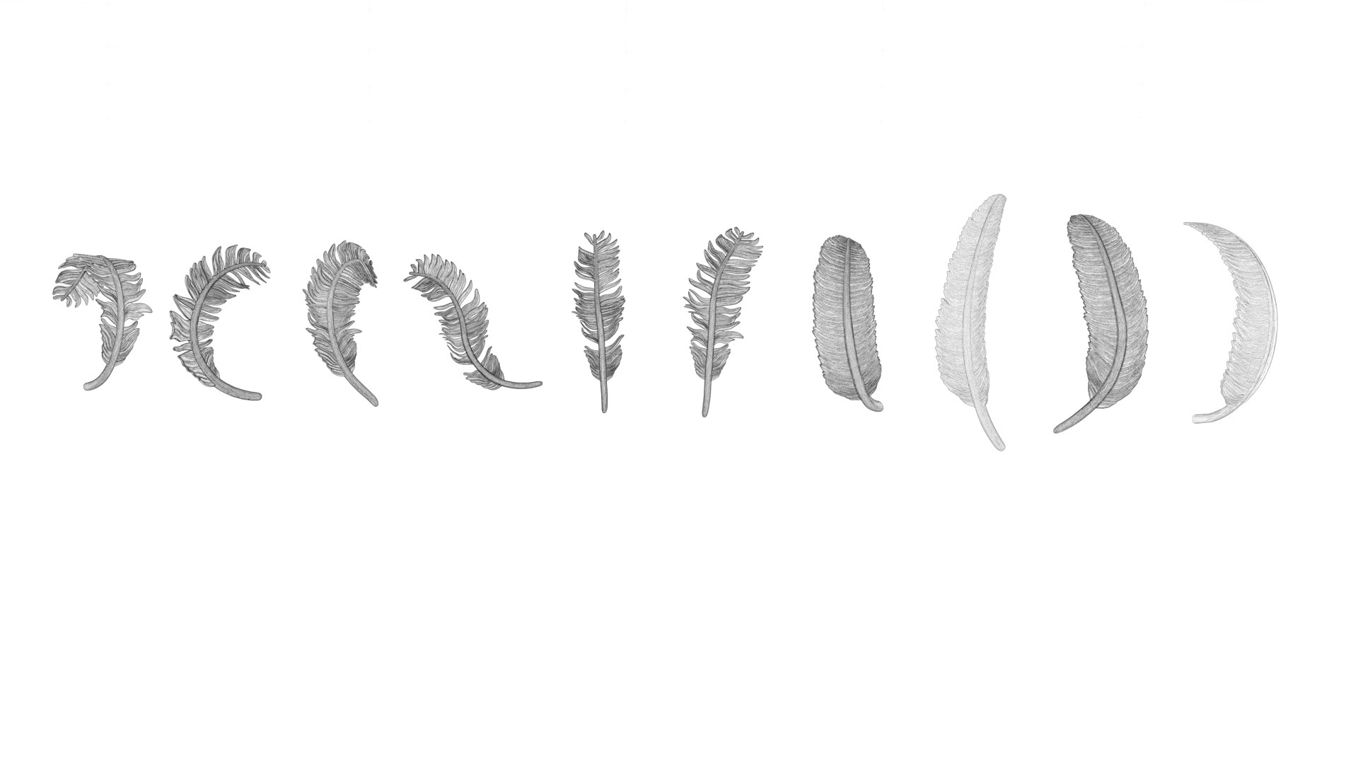 3D model 69 Feather Set https://p.turbosquid.com/ts-thumb/Hl/kSdmPz/b1/wf05/png/1675943159/1920x1080/fit_q87/8a9234f606c267438d7d9a48ccf45e5a1f6ae556/wf05.jpg