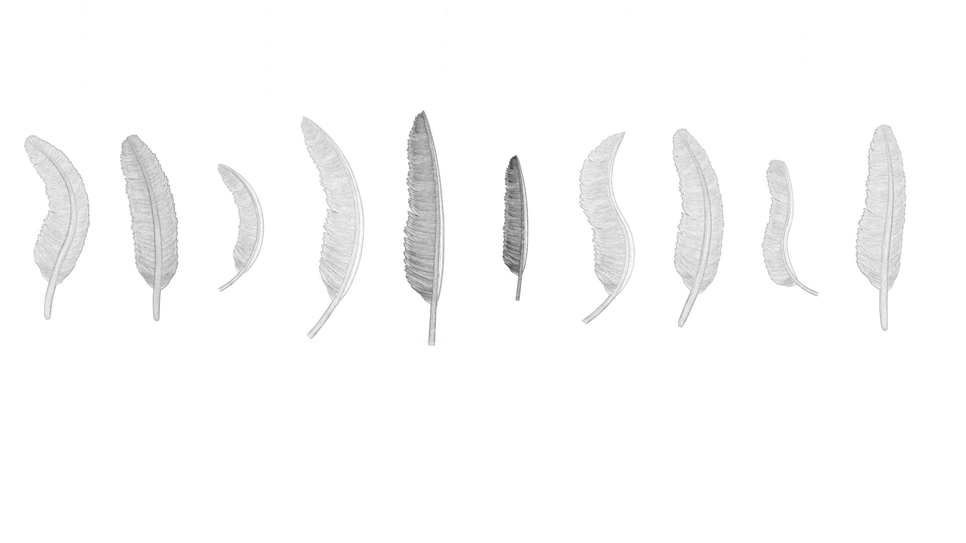 3D model 69 Feather Set https://p.turbosquid.com/ts-thumb/Hl/kSdmPz/mD/wf02/png/1675943158/1920x1080/fit_q87/50b2810f157a3b73c0382bab489a8856a2d75688/wf02.jpg