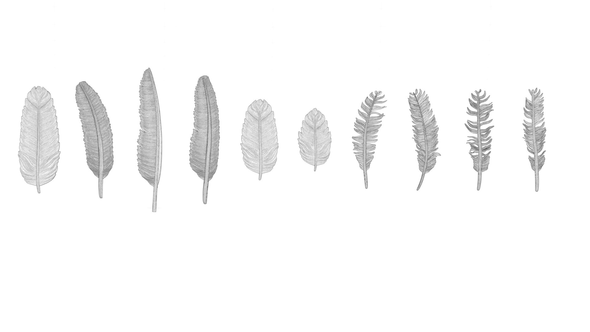 3D model 69 Feather Set https://p.turbosquid.com/ts-thumb/Hl/kSdmPz/s5/wf00/png/1675943161/1920x1080/fit_q87/a0c042edff5243bc475938c639a79a2b5ea113a6/wf00.jpg