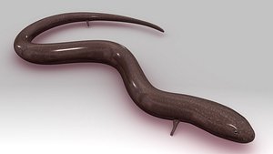 congo eel 3d model