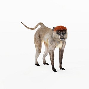 Red Capped Mangabey 3D