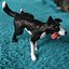 Peeing  dog Border Collie 3d printable